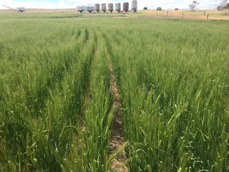 Fourth view of Homely rural property listing, "Harris" Secs 7, 8 & 27 Hd of Mangalo, Cleve SA 5640