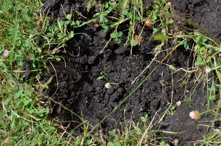 Second view of Homely rural property listing, Lot 101 Sneyd Island Road, Millicent SA 5280