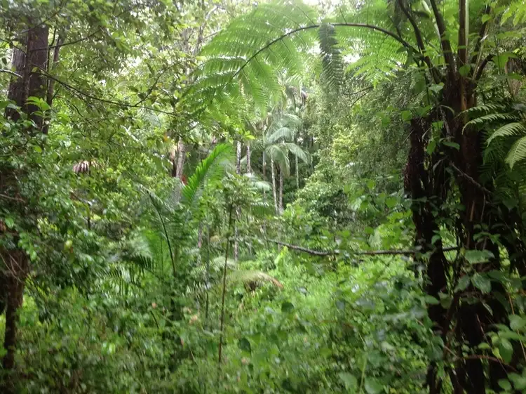 Fifth view of Homely land listing, 361 Schumanns Road, Eungella QLD 4757