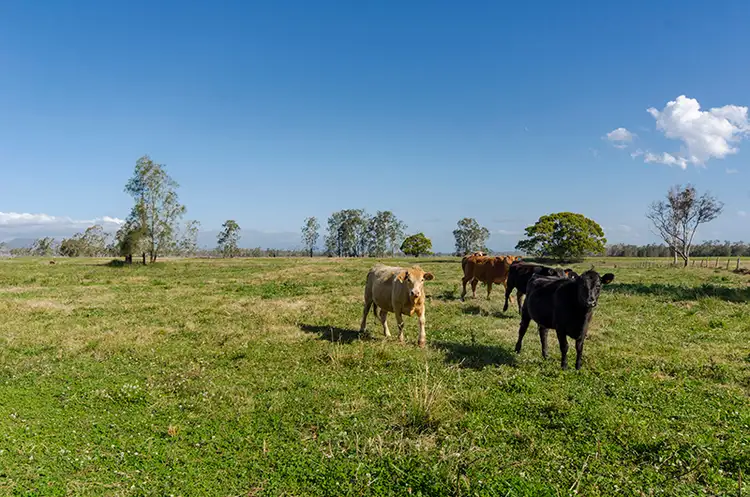 Third view of Homely rural property listing, 539 Coldstream Road, Ulmarra NSW 2462