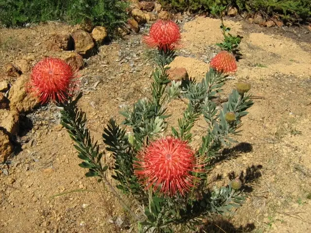 Fifth view of Homely house listing, 208 Red Brook Circle, Morangup WA 6083