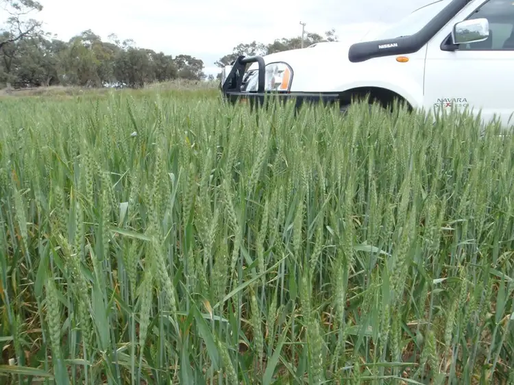 Second view of Homely rural property listing, Lot 1 Wakool Road, Wakool NSW 2710