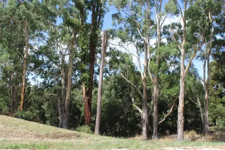 Fourth view of Homely land listing, 80 Tippetts Road, Mount Hicks TAS 7325
