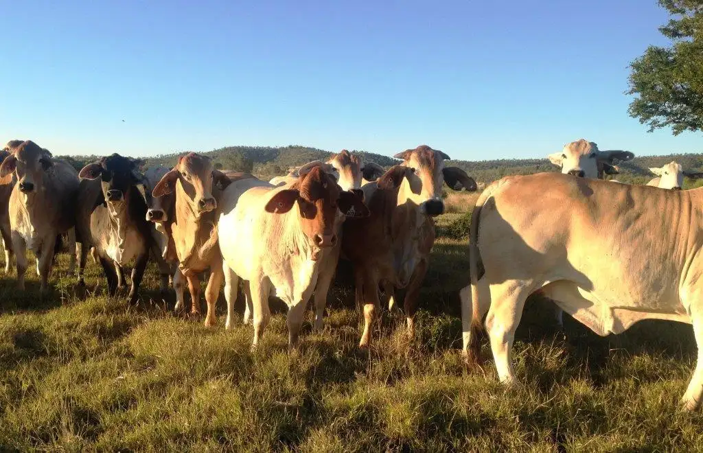 Main view of Homely rural property listing, Address available on request