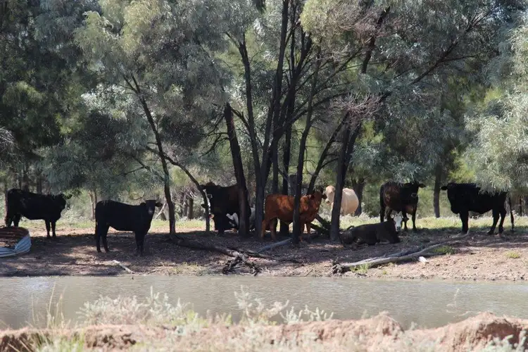Main view of Homely rural property listing, 0 Boondandilla Rd, Goondiwindi QLD 4390