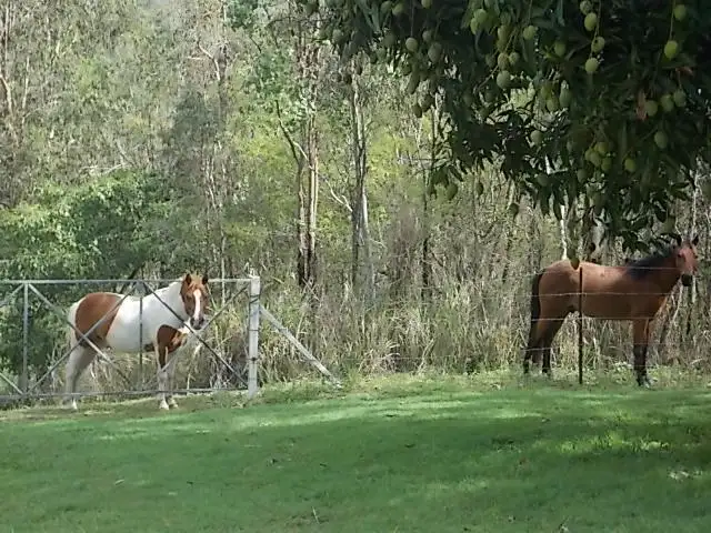 Fifth view of Homely rural property listing, 149 Andrew Fordyce Road, Mount Jukes QLD 4740