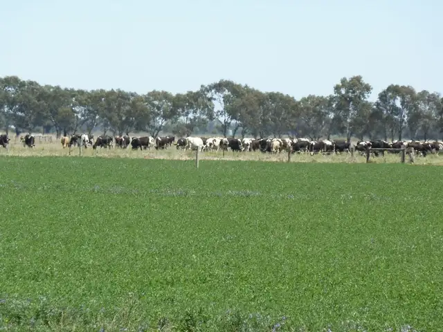 Fifth view of Homely rural property listing, 1411 Lowrie Road, Bamawm VIC 3561