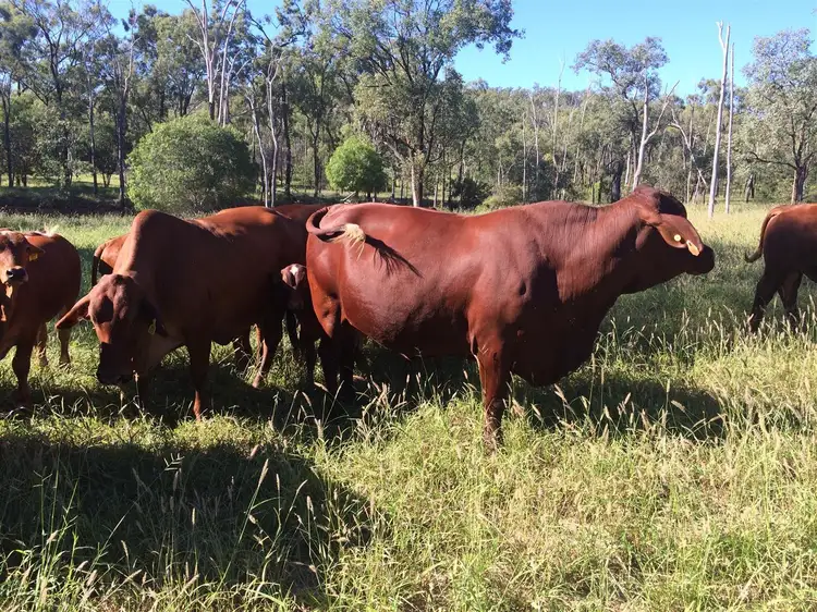 Second view of Homely rural property listing, . Lenz Road, Duaringa QLD 4712