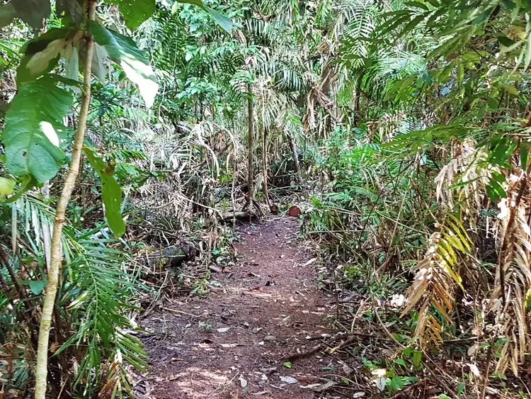 Fourth view of Homely land listing, Lot 145 Quandong Road, Daintree QLD 4873