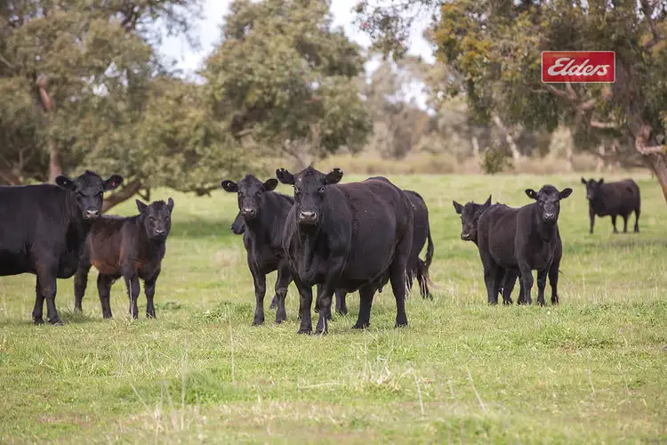 Fourth view of Homely rural property listing, 661 Range Road, Naracoorte SA 5271