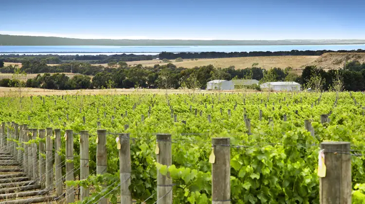 451 Founds Road, Drysdale VIC 3222