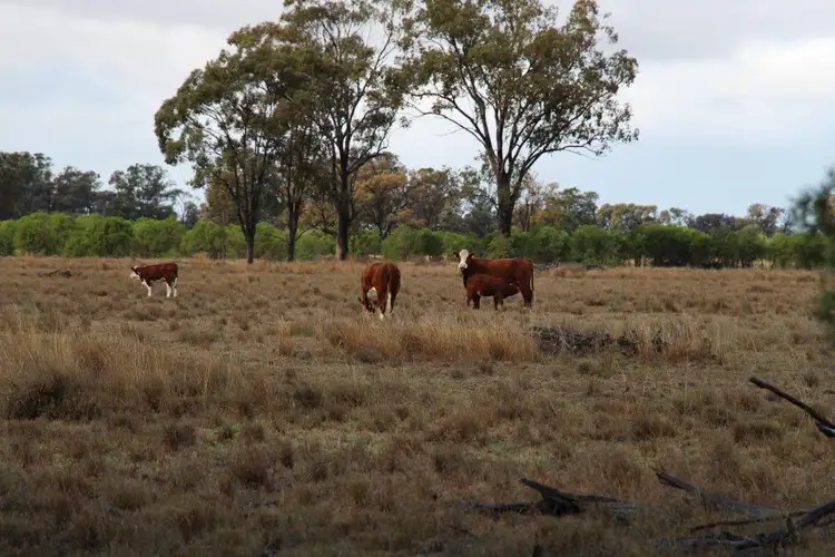 Main view of Homely rural property listing, Lot 10 Mooroobie Lane, Goondiwindi QLD 4390