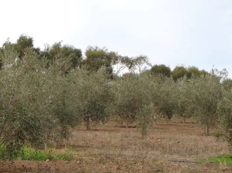 Second view of Homely land listing, 14 Hill Road, Mallala SA 5502
