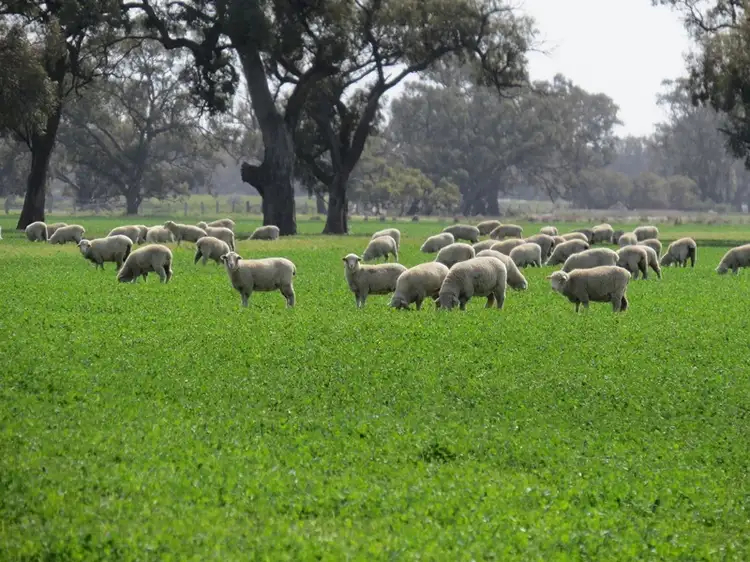 Fifth view of Homely rural property listing, "Rangemore" RMB 380 Rangemore Road, Deniliquin NSW 2710