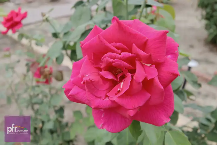 Sixth view of Homely house listing, 11 Carson Street, East Victoria Park WA 6101