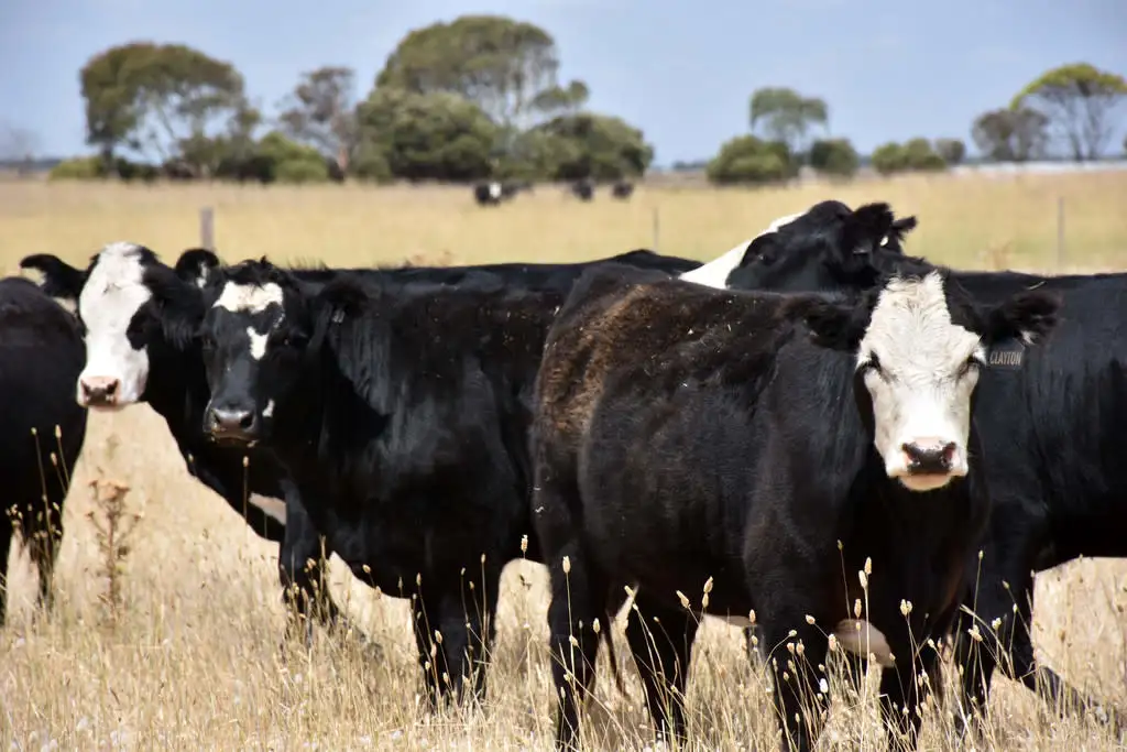 Main view of Homely rural property listing, 50 Magazine Lane, Kingston Se SA 5275