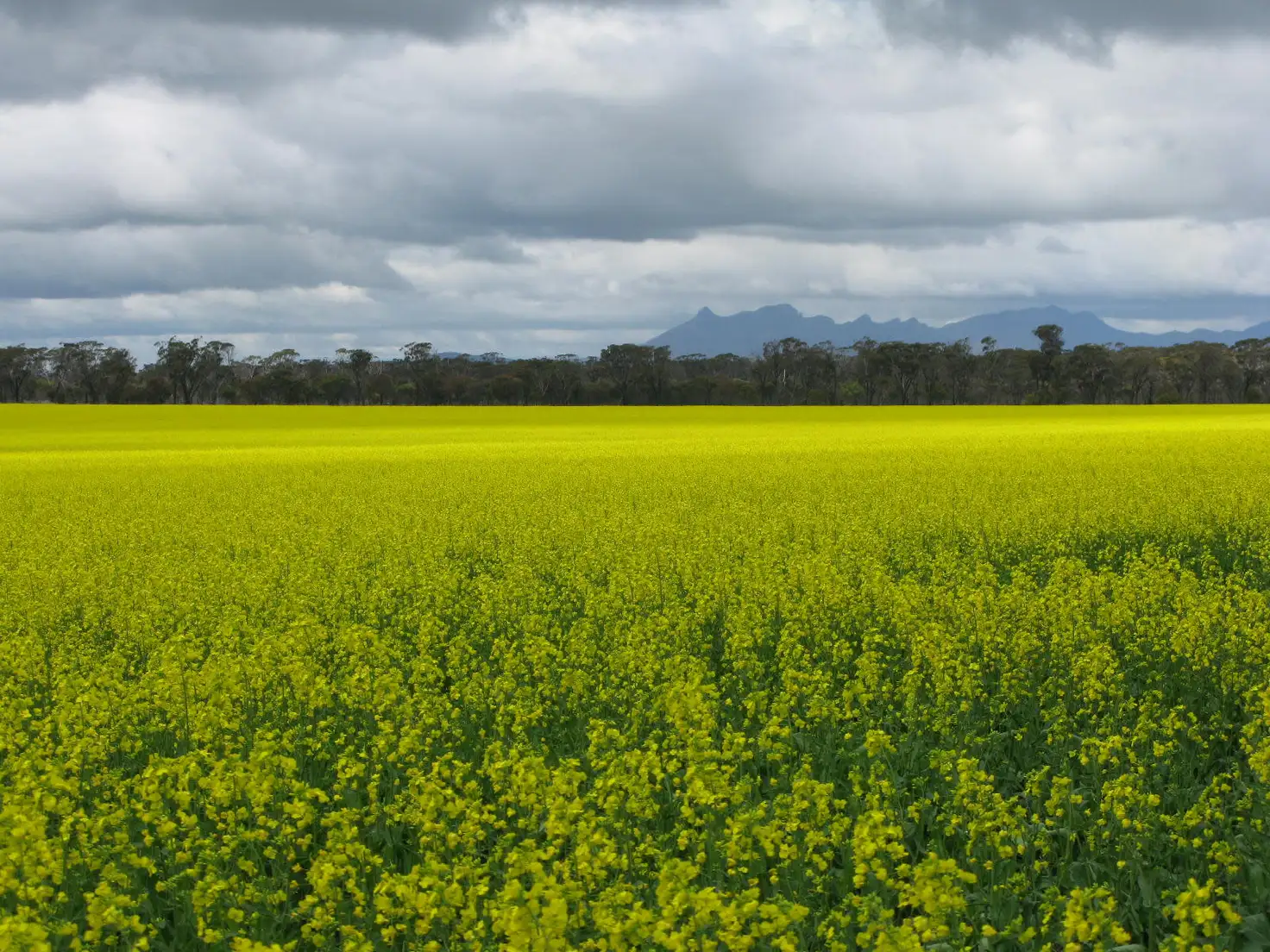 Main view of Homely rural property listing, 11098 Chester Pass Road, Borden WA 6338