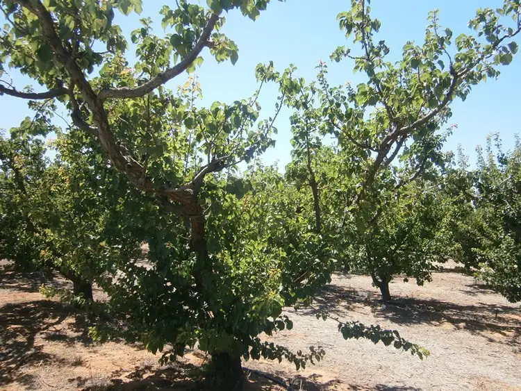 Seventh view of Homely rural property listing, 28 Coates Road, Cadell SA 5321