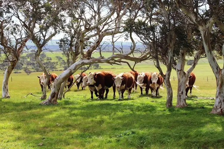 419 Signal Flat Road, Ashbourne SA 5157