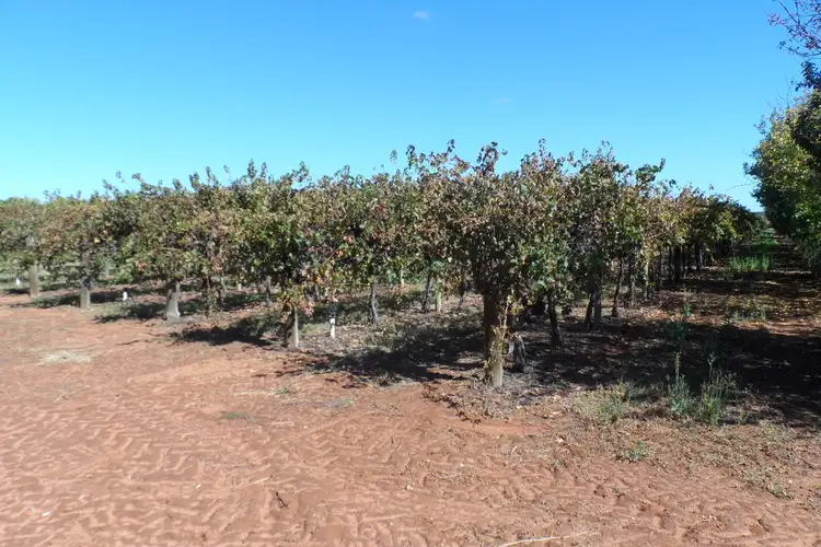 Fifth view of Homely land listing, 1 & 2 Tarcoola Street, Renmark SA 5341