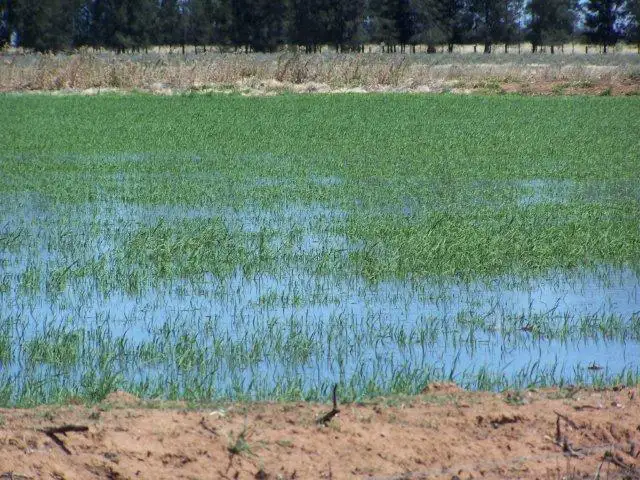 Fifth view of Homely rural property listing, . Farm 558, Coleambally NSW 2707