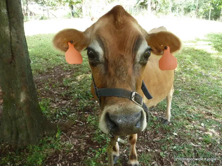 Third view of Homely rural property listing, 1706 Afterlee Road, Kyogle NSW 2474