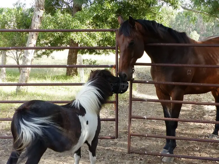 Third view of Homely rural property listing, 391 Corndale School Road, Casterton VIC 3311