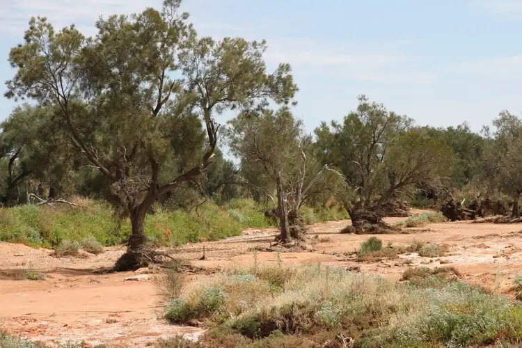 Fifth view of Homely rural property listing, 6365 Carnarvon-Mullewa Road, Mullewa WA 6630