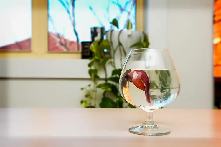 Fourth view of Homely apartment listing, 11/1 Manion Avenue, Rose Bay NSW 2029