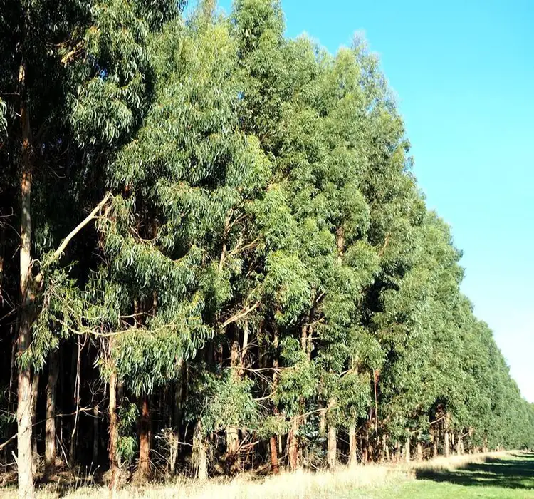 Second view of Homely rural property listing, - Cobden-Terang Road, Dixie VIC 3265
