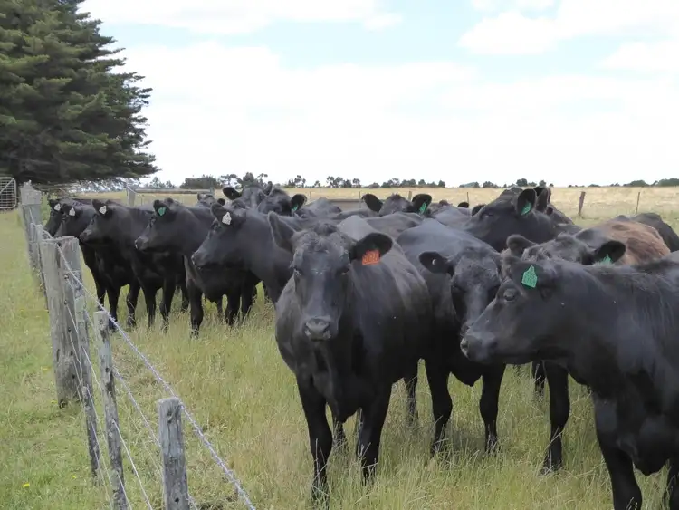 Seventh view of Homely rural property listing, - Terang-Woolsthorpe Road, Ballangeich VIC 3279