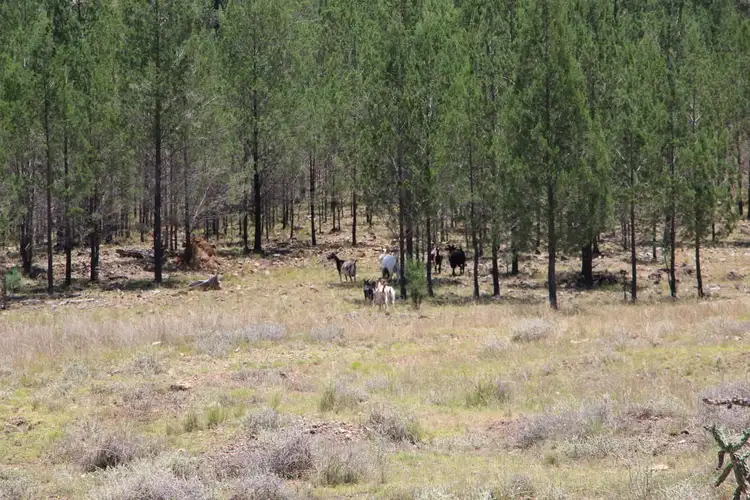 Sixth view of Homely rural property listing, Little Mandoe Bedwell Downs Road, Inverell NSW 2360