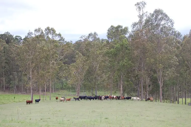 Second view of Homely rural property listing, 1158 Dyraaba Road, Dyraaba NSW 2470
