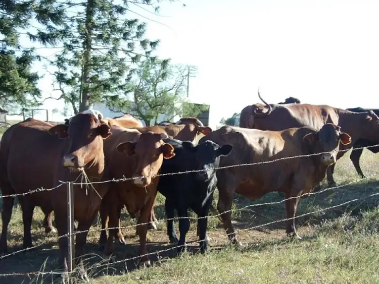 Fourth view of Homely rural property listing, Address available on request