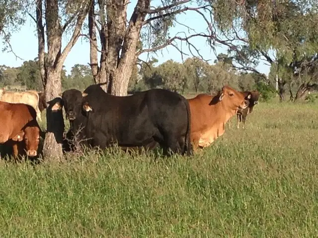 Main view of Homely land listing, 1000 CARNARVON HIGHWAY, Roma QLD 4455