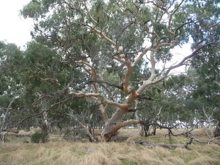 Third view of Homely rural property listing, 247 Joy's Road, St. Helens Plains, Horsham VIC 3400