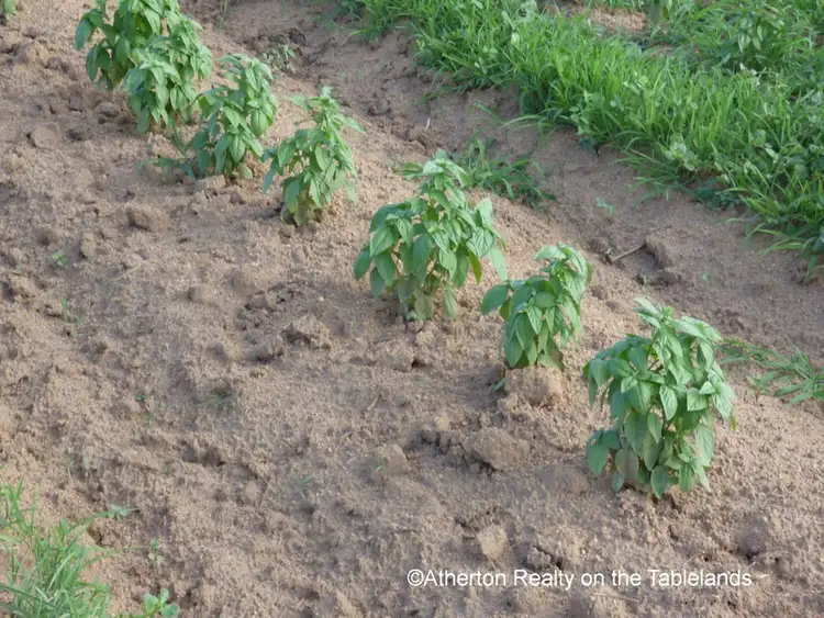 Sixth view of Homely rural property listing, Address available on request