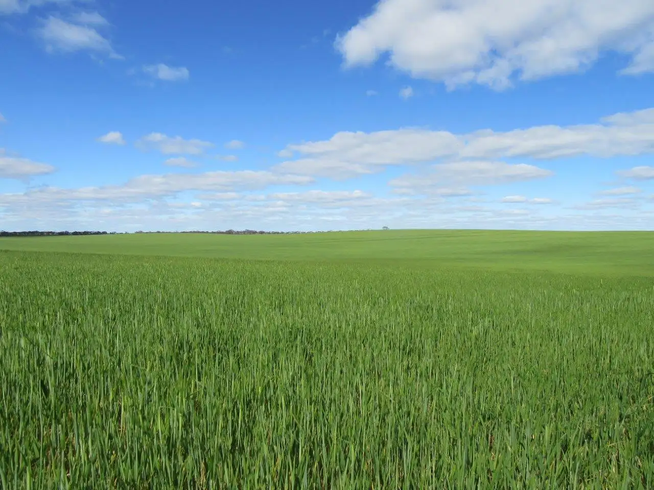 Main view of Homely rural property listing, 4082 Sunraysia Highway, Tempy VIC 3489