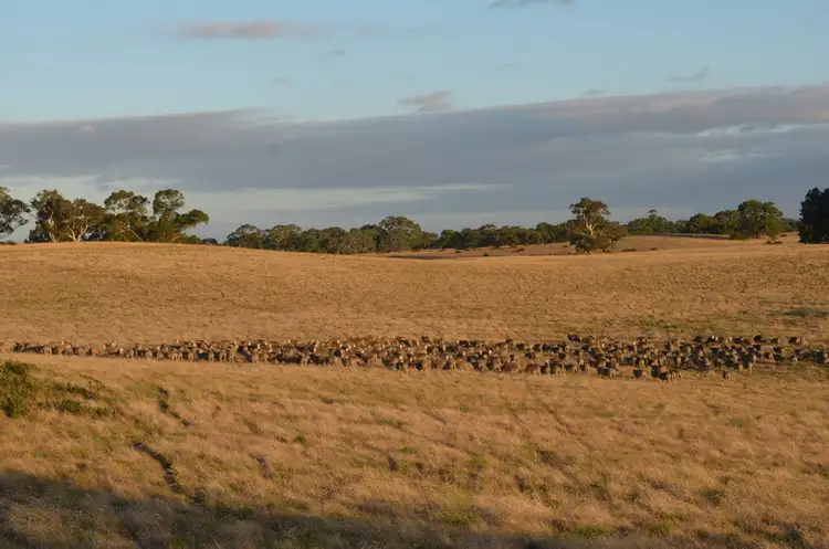 Sixth view of Homely rural property listing, 1451 Broadview Road, Padthaway SA 5271