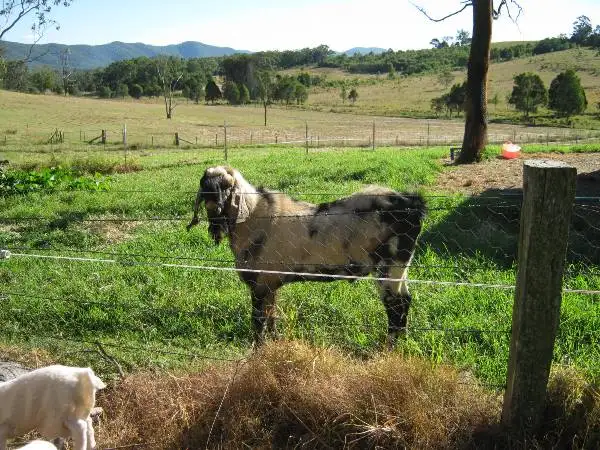 Seventh view of Homely rural property listing, Address available on request