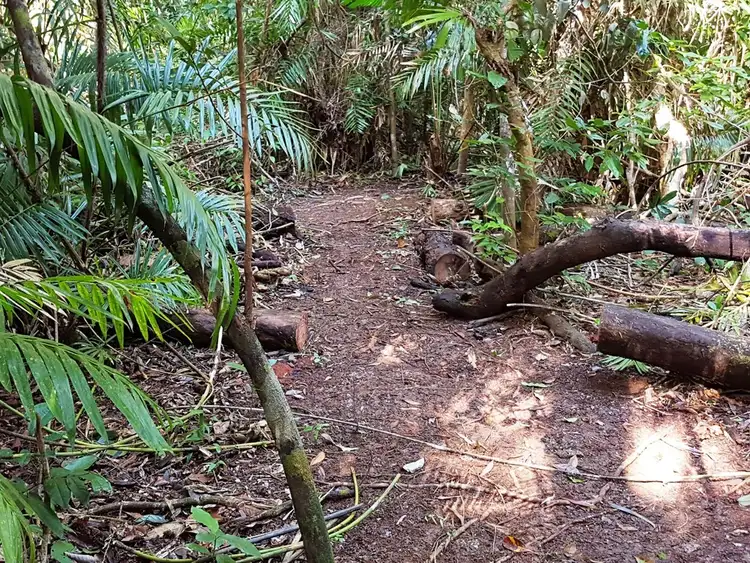 Fifth view of Homely land listing, Lot 145 Quandong Road, Daintree QLD 4873