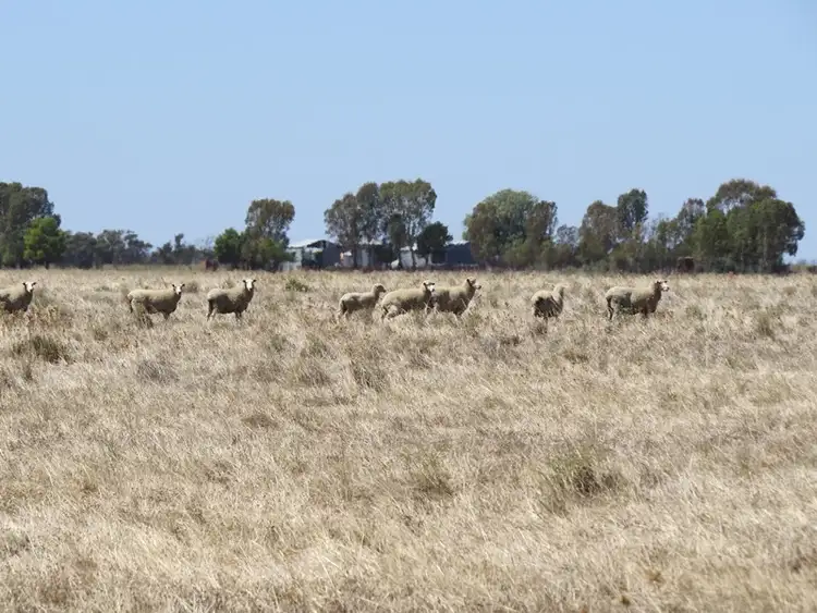 Fourth view of Homely rural property listing, "Dandaloo" Noorong Road, Barham NSW 2732