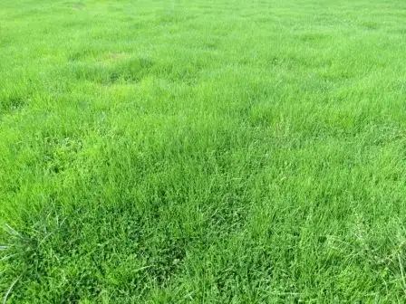 Seventh view of Homely rural property listing, "Wongalea" Moonee Swamp Road, Deniliquin NSW 2710