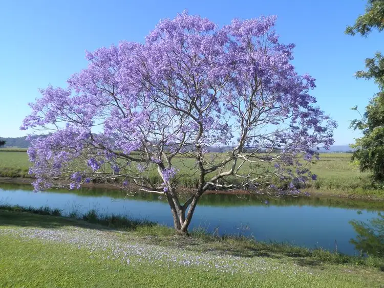 Seventh view of Homely rural property listing, 8628 Tweed Valley Way, Tumbulgum NSW 2490
