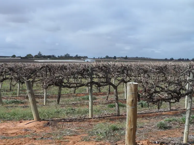 Main view of Homely rural property listing, Lot 524 Balfour Ogilvy Avenue, Loxton SA 5333