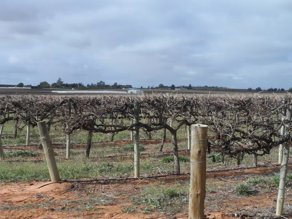 Main view of Homely rural property listing, Lot 524 Balfour Ogilvy Avenue, Loxton SA 5333