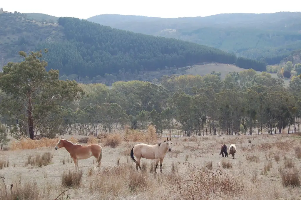 Main view of Homely land listing, 801 Kingparrot Creek Road, Strath Creek VIC 3658