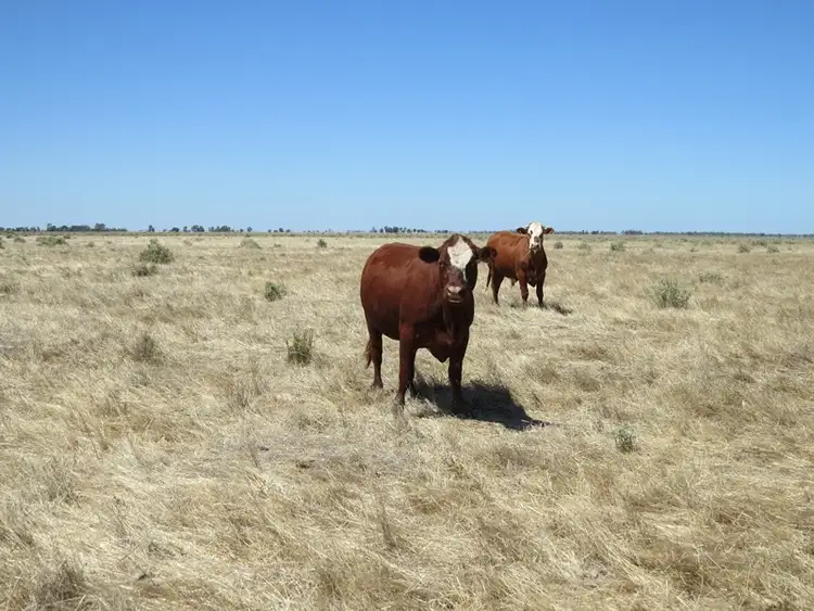 Main view of Homely rural property listing, "Dandaloo" Noorong Road, Barham NSW 2732