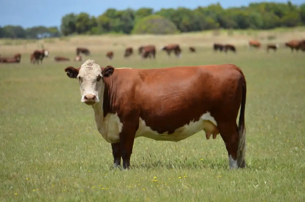 Main view of Homely rural property listing, Lot 101 Sneyd Island Road, Millicent SA 5280