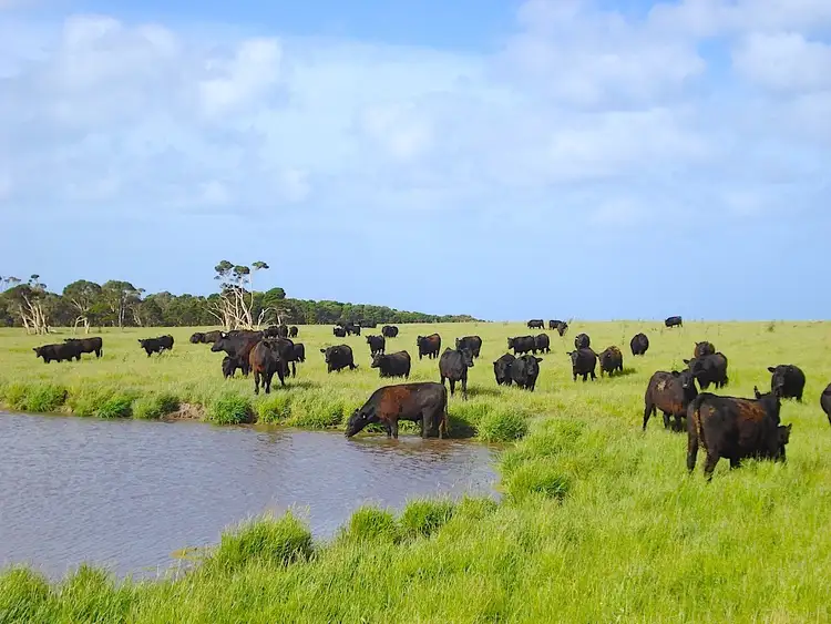 Sixth view of Homely rural property listing, 113 BOLD HEAD ROAD, King Island TAS 7256